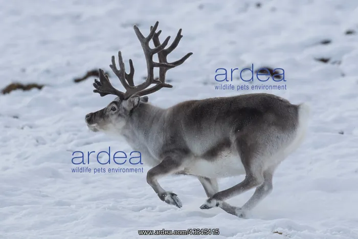  : Reindeer, Svalbard Reindeer - male in snow - Svalbard