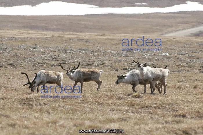 : Reindeer in tundra : Reindeer in tundra