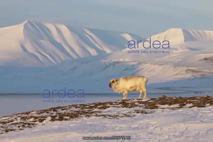 : Reindeer winter : Reindeer winter