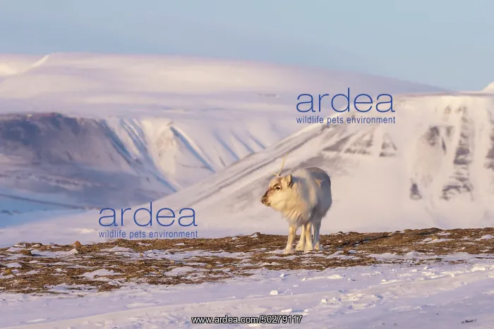 : Reindeer winter : Reindeer winter