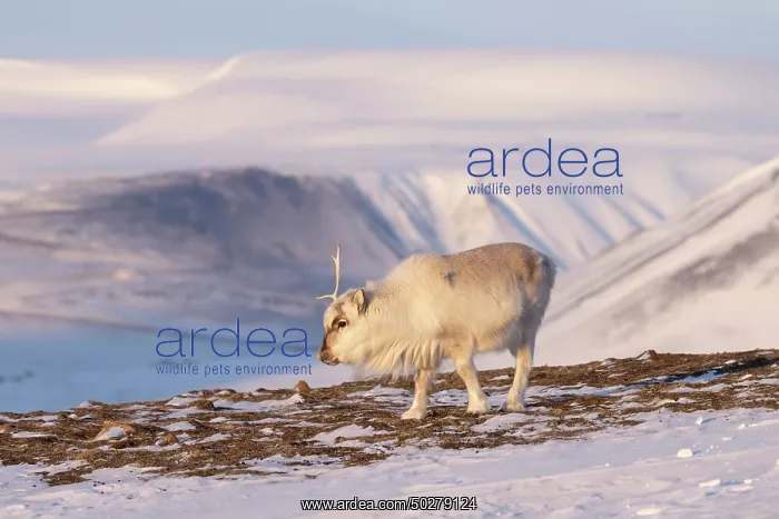 : Reindeer winter : Reindeer winter