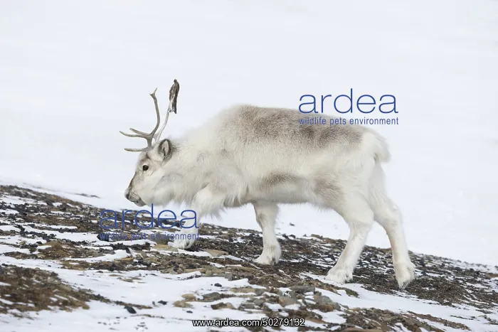 : Reindeer winter : Reindeer winter