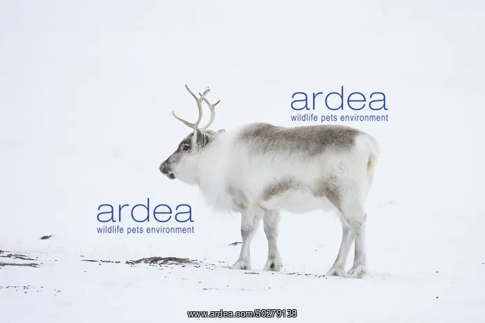 : Reindeer winter : Reindeer winter