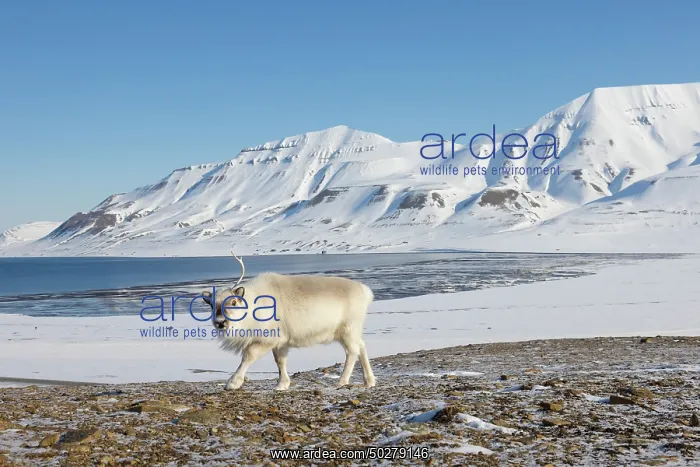: Reindeer winter : Reindeer winter