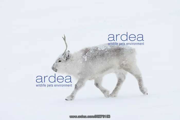 : Reindeer winter : Reindeer winter
