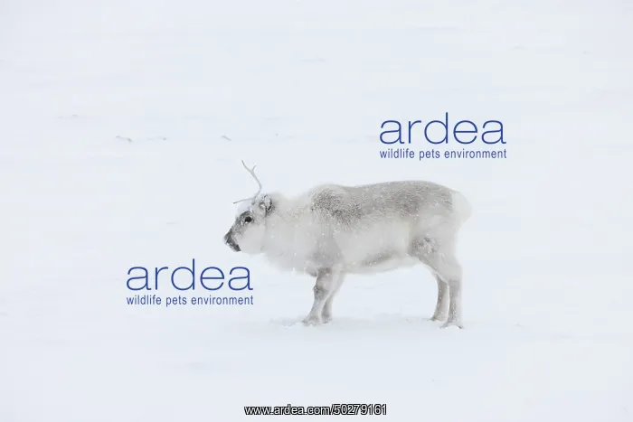 : Reindeer winter : Reindeer winter
