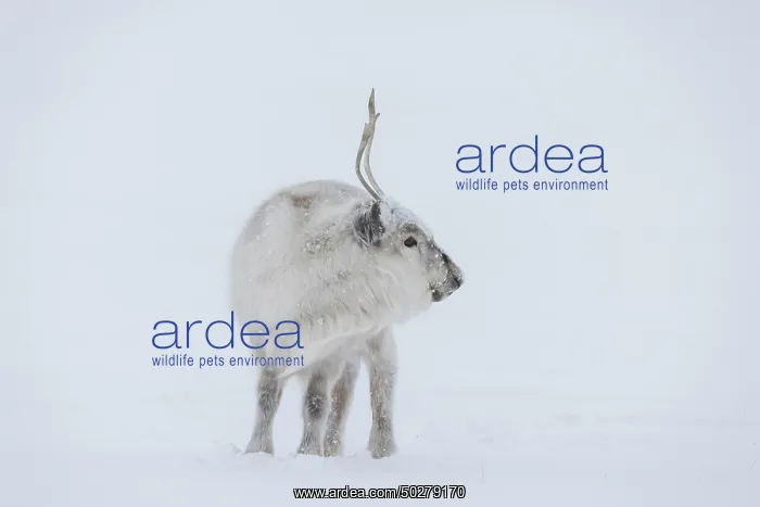 : Reindeer winter : Reindeer winter