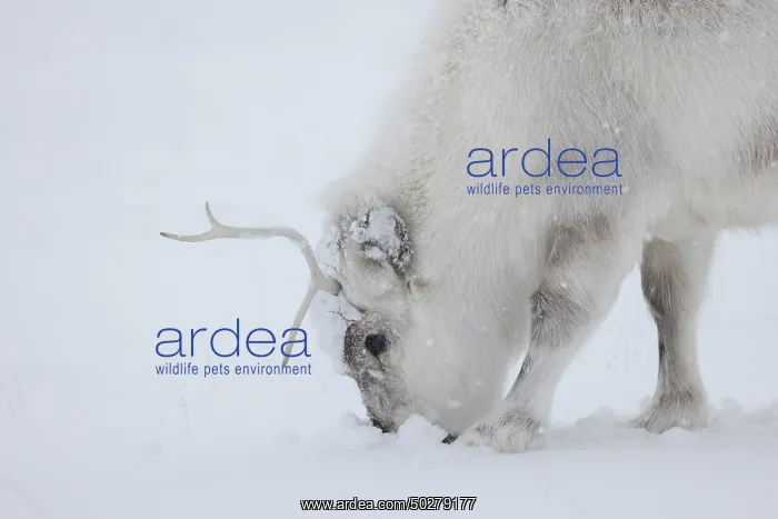 : Reindeer winter : Reindeer winter