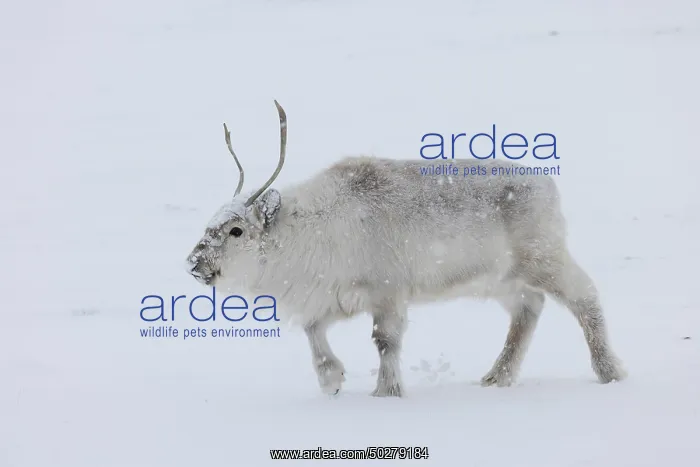 : Reindeer winter : Reindeer winter