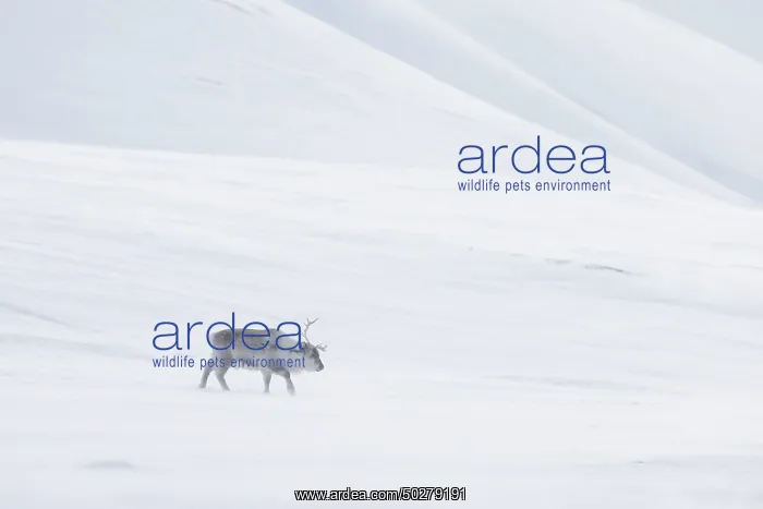 : Reindeer winter : Reindeer winter