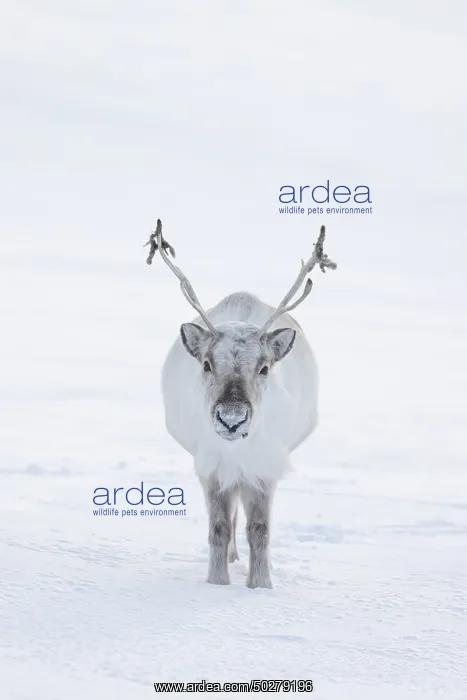 : Reindeer winter : Reindeer winter