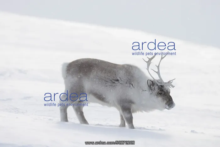 : Reindeer winter : Reindeer winter