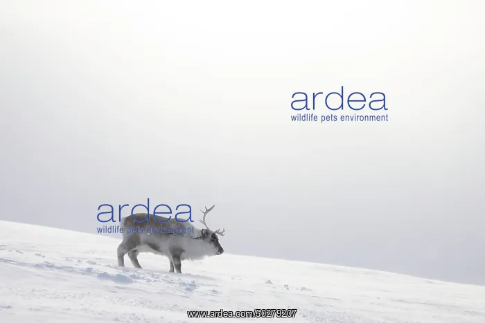: Reindeer winter : Reindeer winter