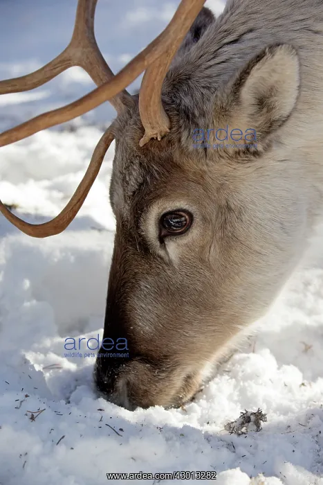 : Reindeer in winter snow Ranua Wildlife Park, Finland : Reindeer in winter snow Ranua Wildlife Park, Finland