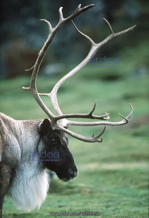 : REINDEERS / Caribou - close-up of antlers : REINDEERS / Caribou - close-up of antlers
