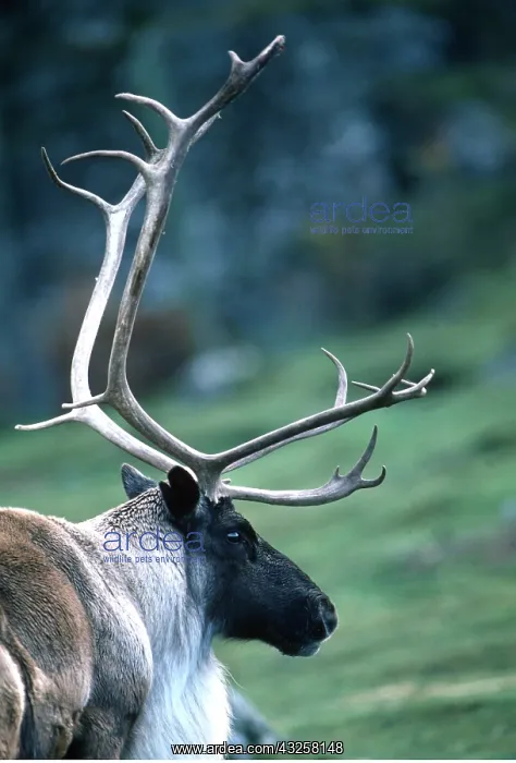 : REINDEERS / Caribou - close-up of head & antlers : REINDEERS / Caribou - close-up of head & antlers