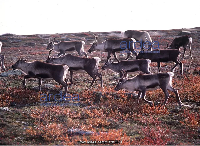: REINDEERS / Caribou - herd : REINDEERS / Caribou - herd