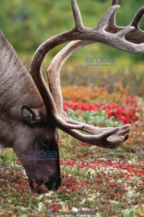 : REINDEERS / Caribou - male eating lichen : REINDEERS / Caribou - male eating lichen
