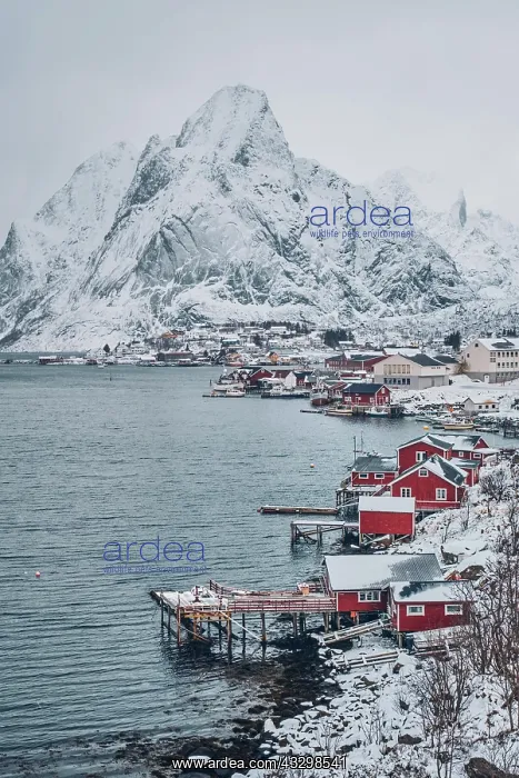 : Reine fishing village on Lofoten islands with red : Reine fishing village on Lofoten islands with red