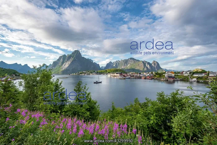 : Reine, Reinefjord with mountains, Moskenes, Moskenesny : Reine, Reinefjord with mountains, Moskenes, Moskenesny