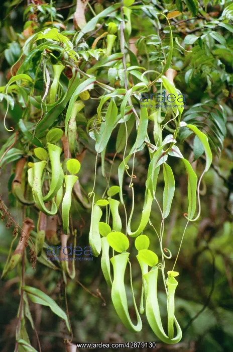 : ReinwardtIs PITCHER PLANT - Aerial pitchers : ReinwardtIs PITCHER PLANT - Aerial pitchers
