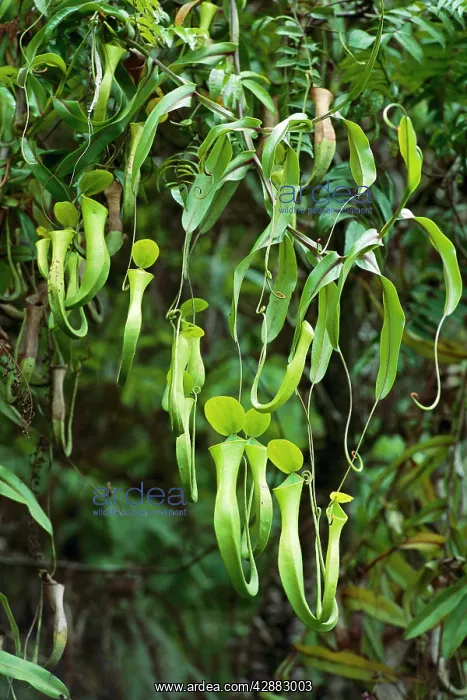 : ReinwardtIs Pitcher Plant - aerial pitchers : ReinwardtIs Pitcher Plant - aerial pitchers
