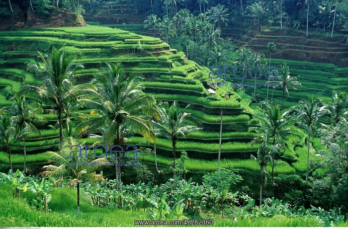 : Reisfeld, Indonesien, Bali, - geography / travel, rice : Reisfeld, Indonesien, Bali, - geography / travel, rice