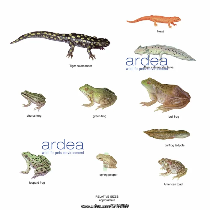 : Relative Amphibian Sizes : Relative Amphibian Sizes