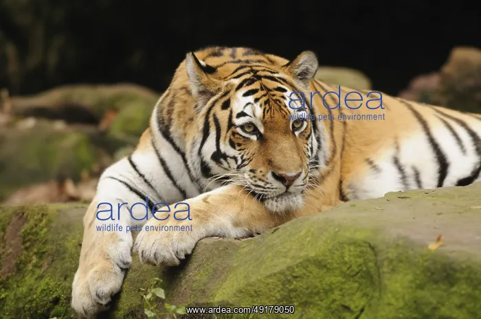 : A relaxed tiger lying on a moss-covered rock : A relaxed tiger lying on a moss-covered rock