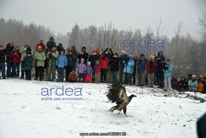 : Releasing Bald Eagles into the wild : Releasing Bald Eagles into the wild