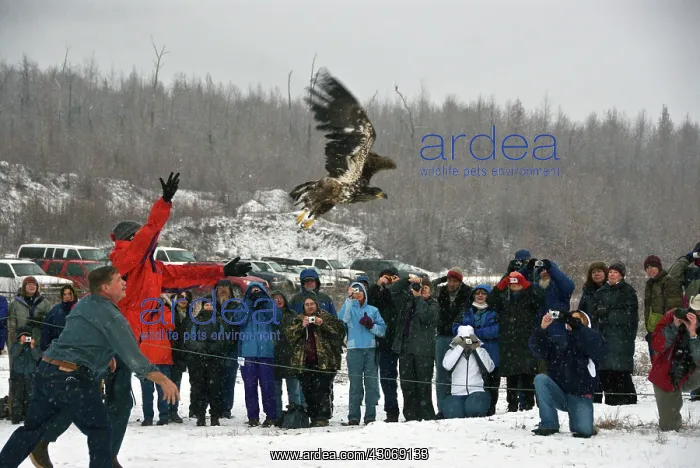 : Releasing Bald Eagles into the wild : Releasing Bald Eagles into the wild