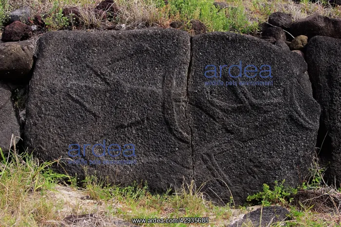 : Relief carvings of frigatebirds on Ahu (ceremonial : Relief carvings of frigatebirds on Ahu (ceremonial