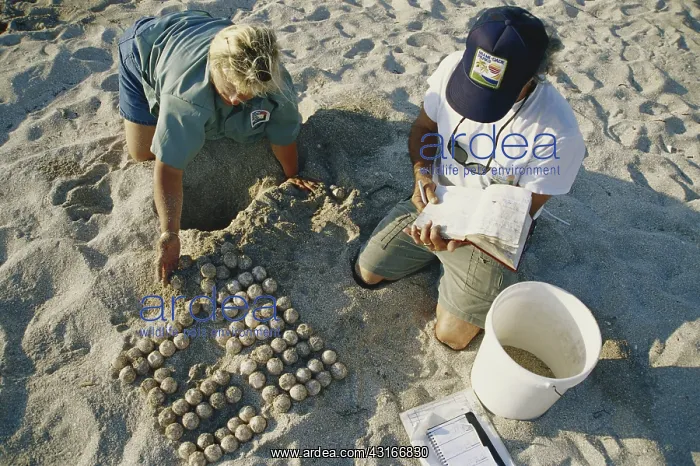 : Relocating Sea Turtle Eggs : Relocating Sea Turtle Eggs
