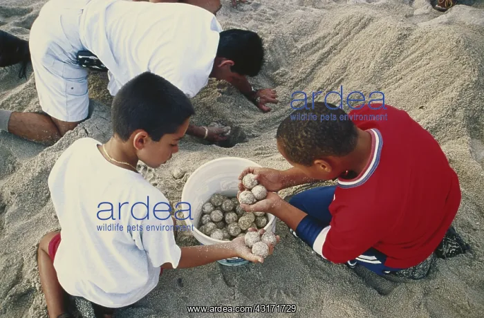 : Relocating Sea Turtle Eggs : Relocating Sea Turtle Eggs