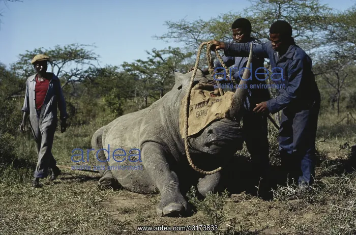  : Relocating a White Rhinoceros