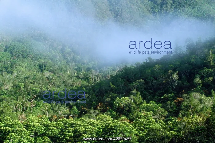  : Remaining tropical rainforest habitat of the Kagu