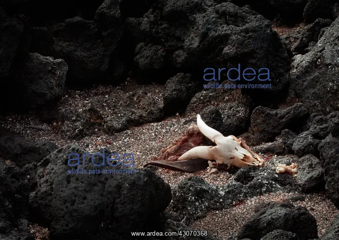 : Remains of feral goat : Remains of feral goat
