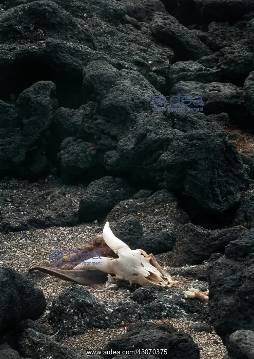 : Remains of feral goat : Remains of feral goat