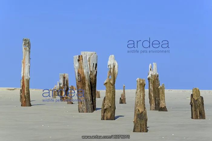 : Remains of a jetty in the sand under a blue sky : Remains of a jetty in the sand under a blue sky
