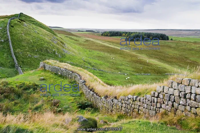 : Remains of Roman fortifications on moorland, looking : Remains of Roman fortifications on moorland, looking