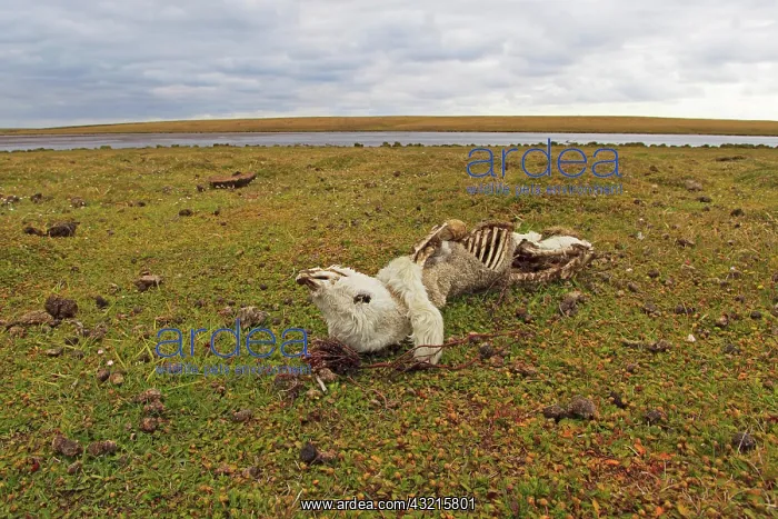  : Remains of stillborn lamb eaten on the moor - Falkland Islan