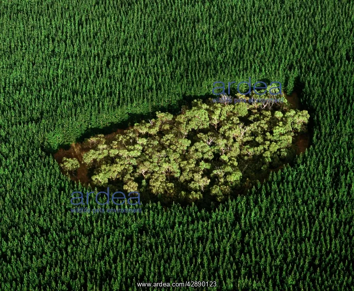 : Remnant of native forest in pine plantation : Remnant of native forest in pine plantation
