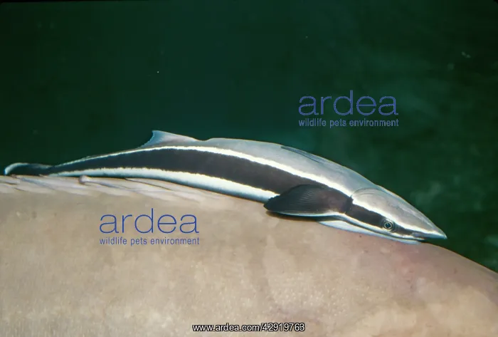 : REMORA - ON BACK OF FISH : REMORA - ON BACK OF FISH