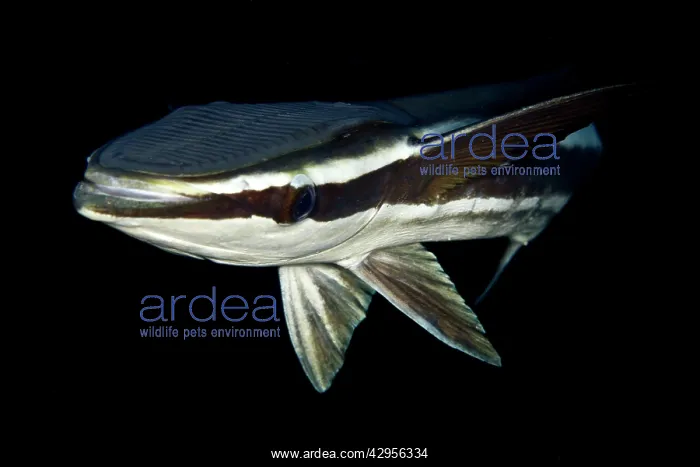 : Remora / Sharksucker : Remora / Sharksucker