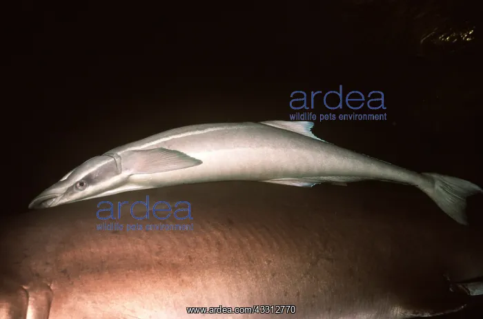 : REMORA - Slender Suckerfish on shark : REMORA - Slender Suckerfish on shark