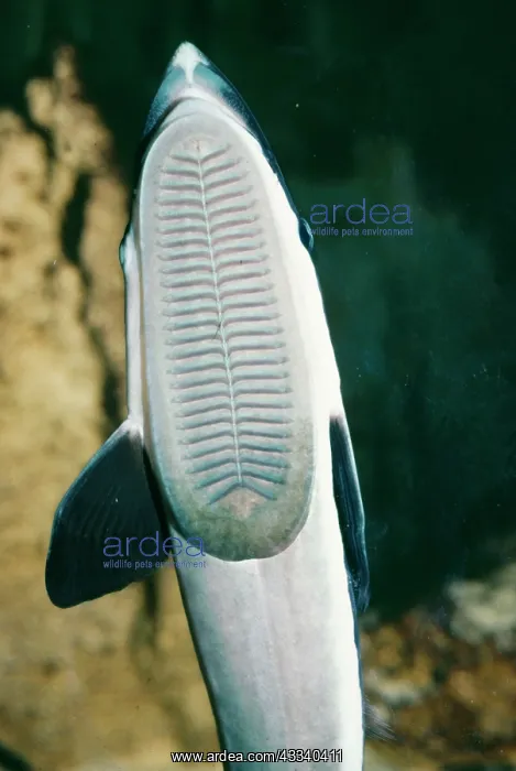  : Remora  /  Sucker FISH