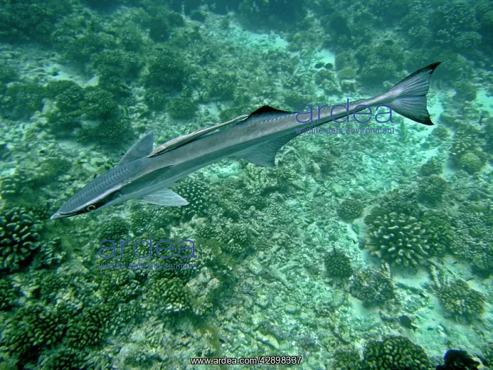 : REMORAS - A most unusual image where a juvenile : REMORAS - A most unusual image where a juvenile