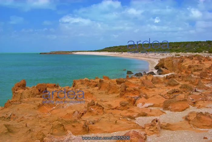 : A remote section of the shoreline of Shark : A remote section of the shoreline of Shark