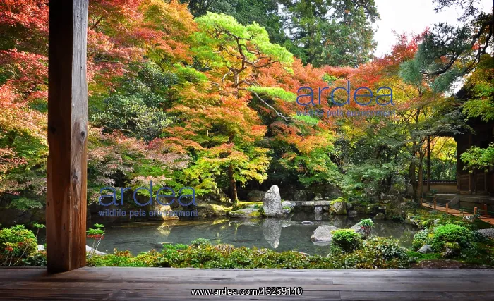 : Rengeji temple garden in autumn in Ky&, x134bec; : Rengeji temple garden in autumn in Ky&, x134bec;
