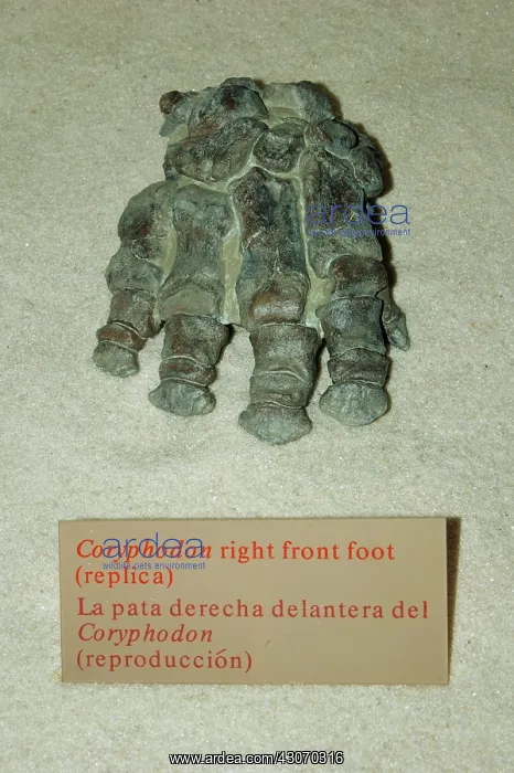 : Replica of a Coryphodon foot fossil : Replica of a Coryphodon foot fossil
